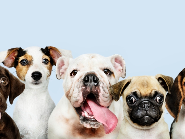 group-portrait-adorable-puppies