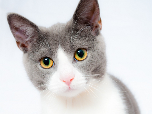 pexels-pixabay-104827